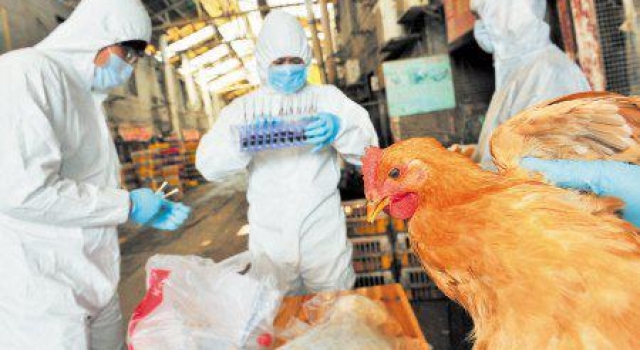 h5n6禽流感症状是什么? h5n6死亡率高于非典