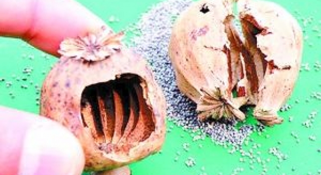 罂粟壳的副作用有哪些 罂粟壳产生副作用怎么办