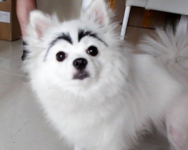 ����������üë֮�󣬹���