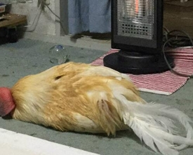 �赹��ů¯ǰ�ļ� һ��С���ɳɿ�����ô��