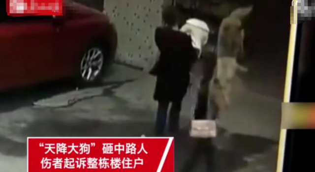 女子被狗砸瘫告了整栋楼 从天而降大狗是谁家的?
