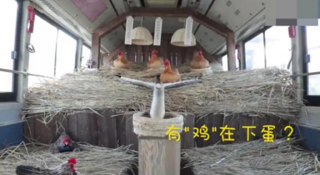 天津养鸡公交怎么回事?乘车为什么还送个鸡蛋给乘客?