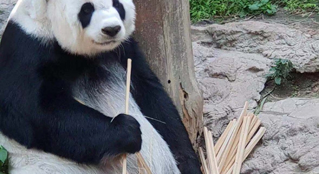 旅泰熊猫创创疑似噎死 心疼! 国宝成乞丐 嫩竹变木棍