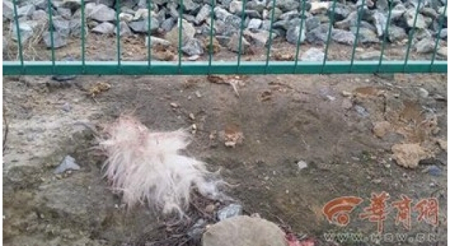 火车碾死90只羊：都被碾成块状 全村帮主人卖羊肉