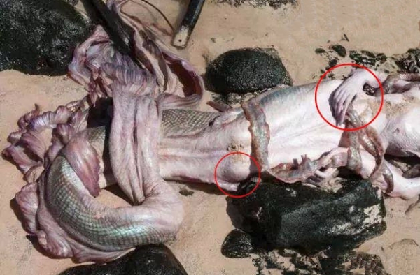 澳洲海滩惊现美人鱼：人身鱼尾有血有肉！