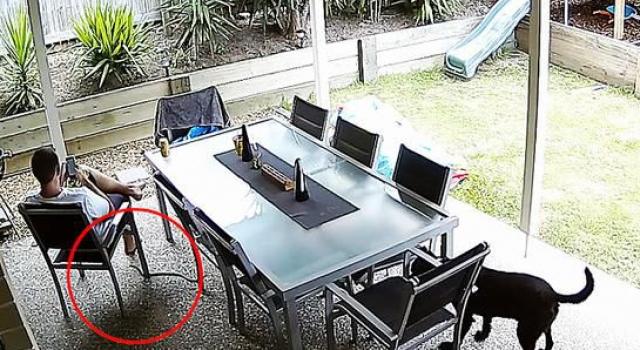 澳版八公：忠犬勇敢赶走毒蛇 救主人一命