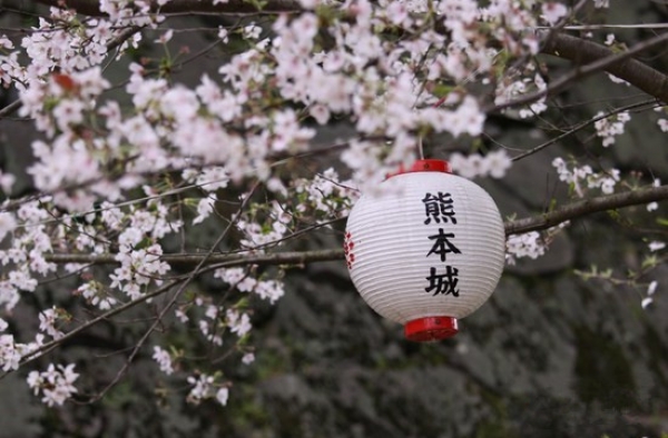 绚烂大和樱花之美 2016最佳日本赏樱时间路线
