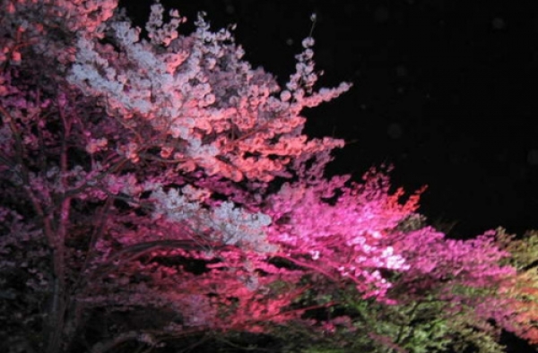 日本梅花节浪漫唯美 错过了樱花也不能错过梅花