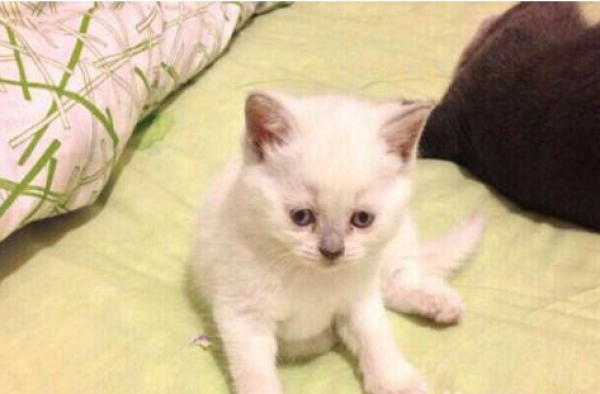 厦门小伙对猫毛过敏：脱敏太麻烦 还不如换个女朋友