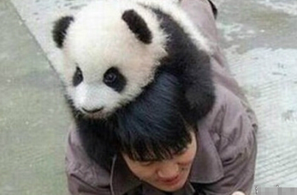 熊猫一天可以拉屎40次 难怪没人养熊猫当宠物　　