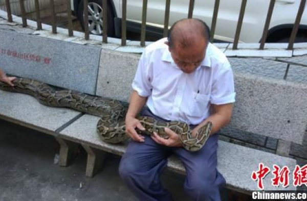 68岁老人与120斤蟒蛇同吃住似亲人:给它花钱从不犹豫