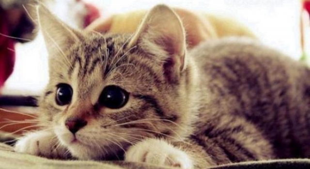 猫咪解密侦探电影电视的套路