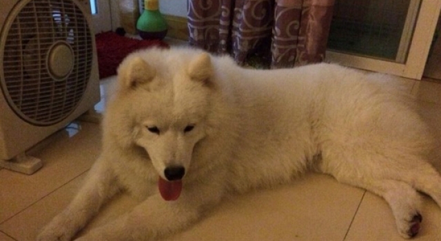女友怕爱犬太热不在家也开空调 婆婆：人都没那么娇