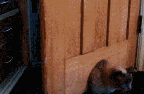 爆笑GIF 小胖喵的悲哀