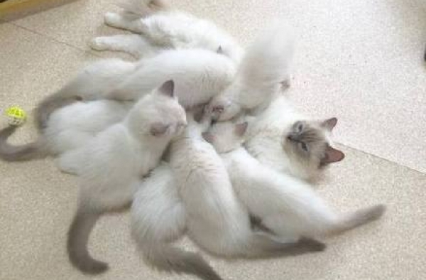 猫妈妈生16只猫仔  喂奶时感觉身体被掏空