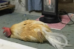 赹ů¯ǰļ һСɳɿô