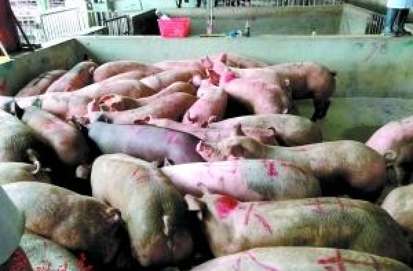 猪肉有毒！深圳查获私宰猪肉2.6万斤 杀猪刀与粪便混合