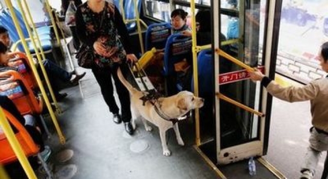 导盲犬乘公交被拒 乘客不满大吵 售票员被停班