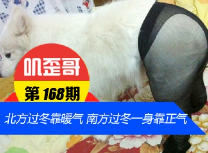 【叽歪哥 V0.168】北方过冬靠暖气 南方过冬靠一身正气