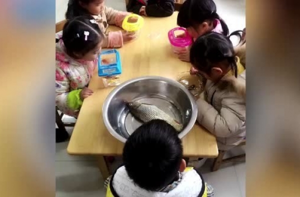 带鱼孩子刷爆网络 这就是让爸爸带娃的下场