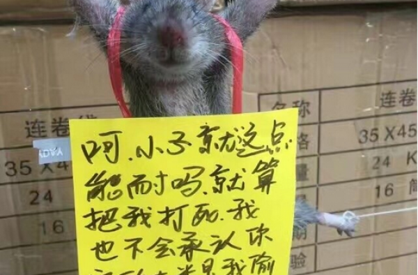 有趣！仓库发现老鼠 五花大绑还被挂“悔过书”