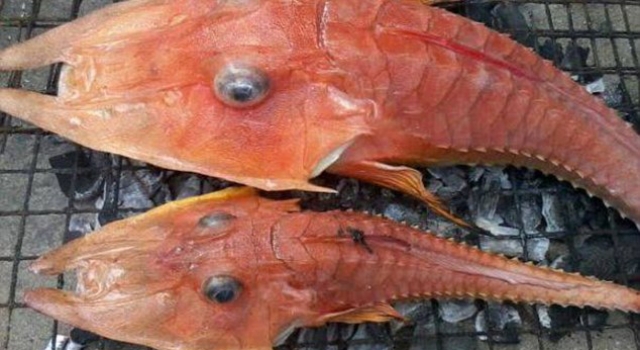 渔民捕到神秘海洋生物被吓呆 这究竟是鱼还是虾？
