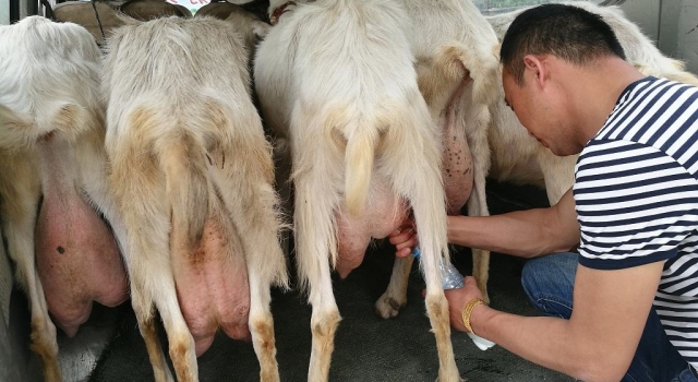 奶农鲜奶现挤现卖生意火爆 新鲜羊奶价格昂贵