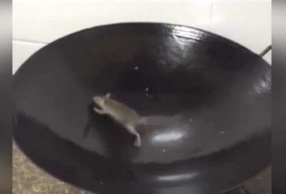  ͹ҧŮʳ