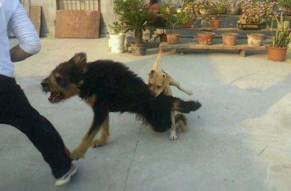 女童被恶犬围攻身亡 现场十分血腥惨不忍睹