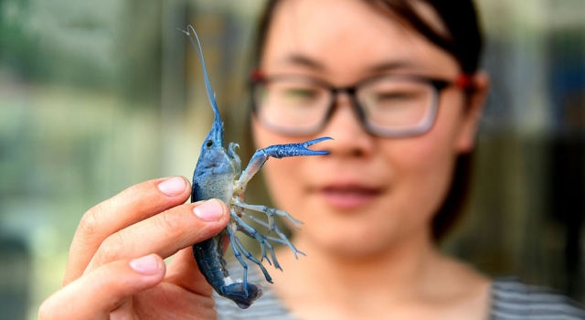 江苏惊现蓝色小龙虾 颜色渐变肢体透明