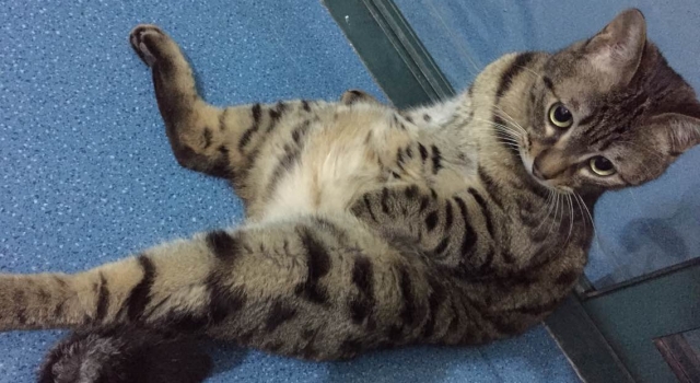 用320万房子寻猫怎么回事？网友：辞职去找猫了！