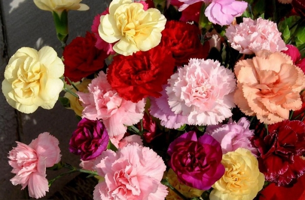 教师节送什么花比较好 送教师鲜花各种花语及推荐