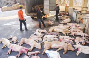 司机低头3秒钟损失15万 70多头生猪死了一地