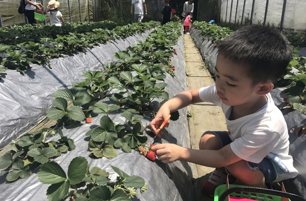 Jasper日常生活曝光 应采儿这么评价陈小春超凶