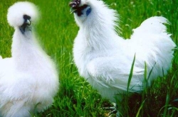 ŮʿȦ ˣûº