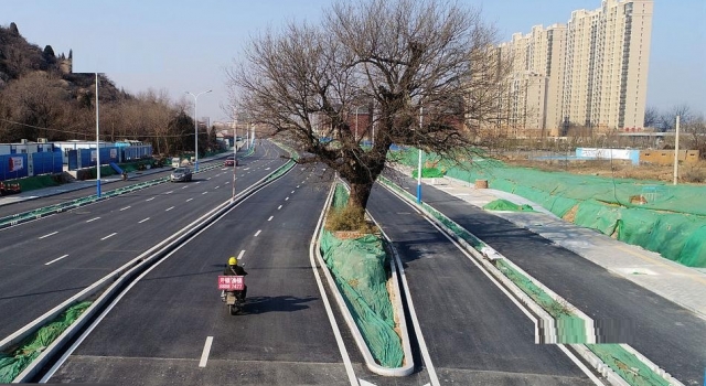 为保护百年老槐树 新道路全都绕着走