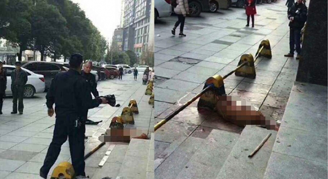 民警棒杀咬人金毛犬后续 爱狗人士也应该理智爱狗