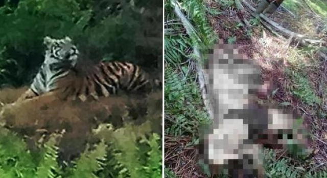 女子遭老虎啃咬露白骨而死 同事亲眼目睹无能为力