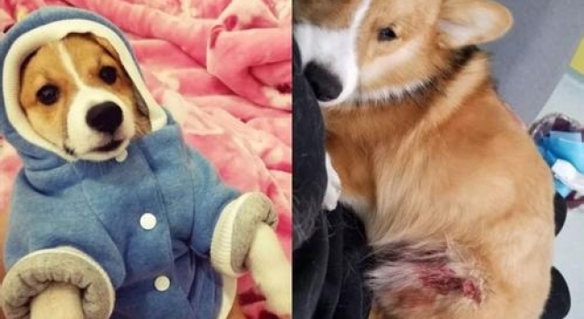 成都摔狗事件何兴丽离婚 如果再一次她还要把狗灌醉？