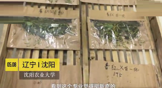 蚕学专业全班仅10人 大学四年专心照顾蚕宝宝你愿意吗?
