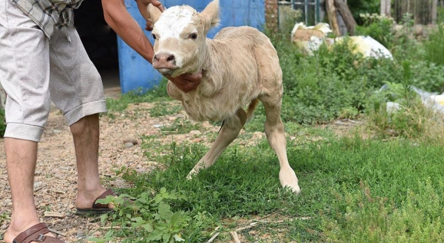 小牛犊天生两条腿走路 摇摇摆摆像袋鼠