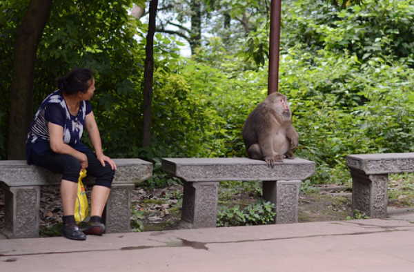 喂猴子垃圾随手丢 四川峨眉山猴园一地狼藉