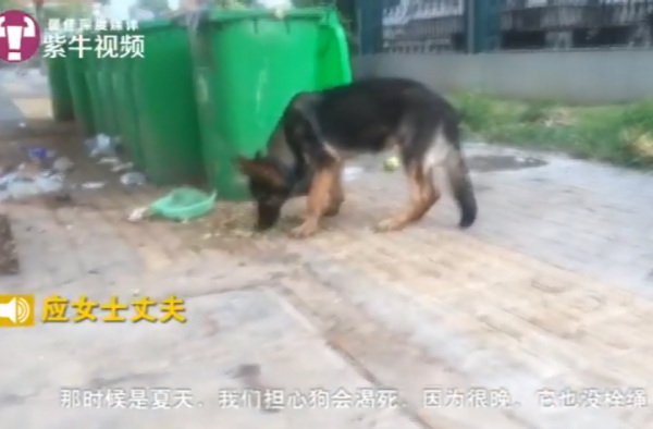 警犬被认流浪狗带走救助 好心救助却被认为是偷盗？