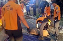 �׶���Ұ��Ⱥ����ô���£�ΪʲôҰ��������Խ��Խ�ࣿ