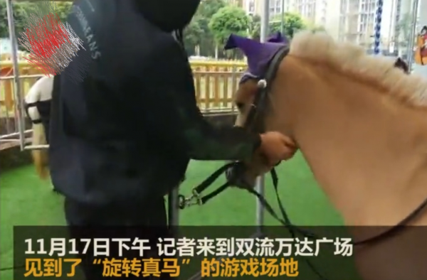 成都旋转真马游戏被批残忍 运营方回应：马需要运动