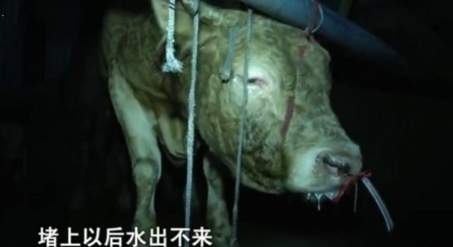 黄牛12小时注水痛苦流泪 注水肉对人体会有影响吗？