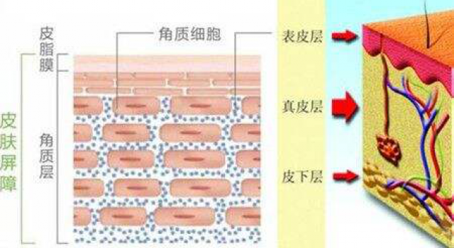 激素脸怎么修复皮肤屏障,增厚角质层的方法有哪些