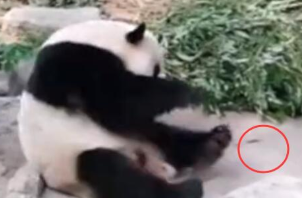 动物园熊猫被砸 如此可爱的国宝 怎么下得去手！