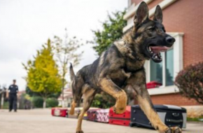 首只警用克隆犬入警 克隆犬长什么样？有哪些功能？