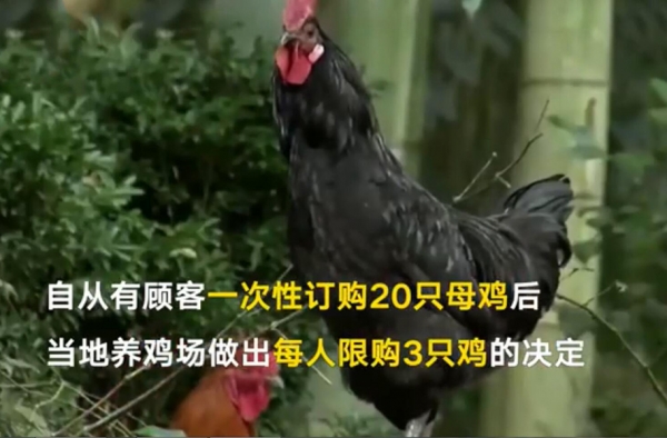 英国民众疯狂抢购母鸡热 荷兰弟成母鸡推广博主